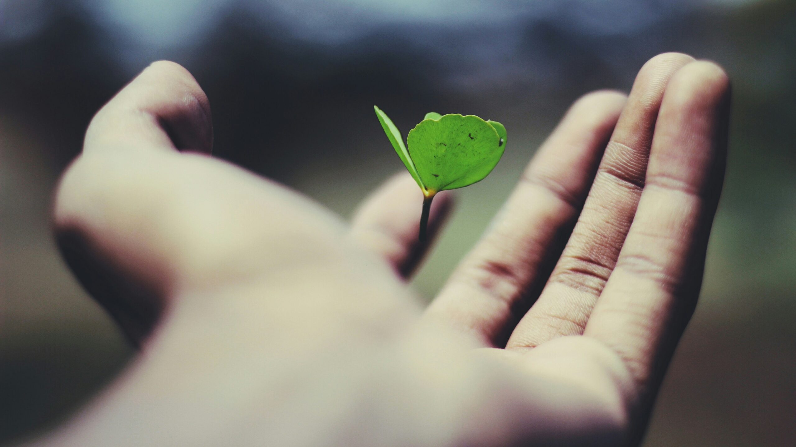 investing myths